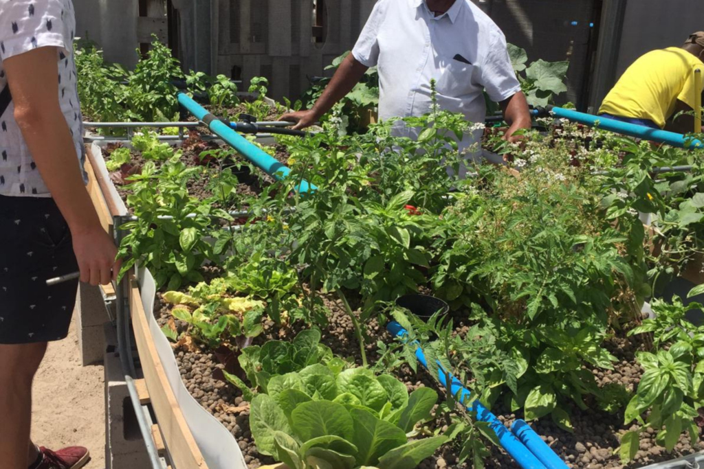 Community members growing vegetables through the ACP365 Eduharvest agriculture programme